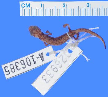 Media type: image; Herpetology A-106385